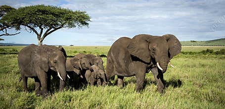 Herd of Elephants walking, Serengeti