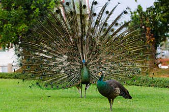 Green Peafowl of Thailand