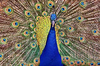 Peacock
