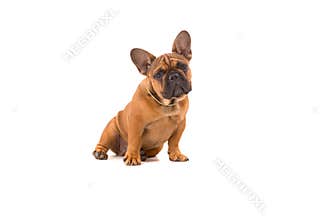 French Bulldog puppy