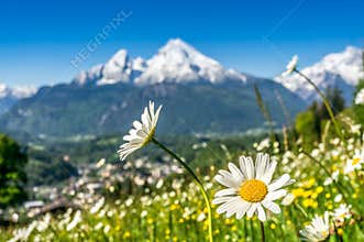 Bavarian Alps with beautiful flowers and Watzmann in springtime, Bavaria, Germany
