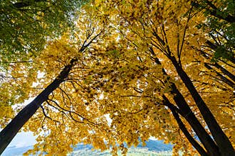 Colorful autumn trees with snow