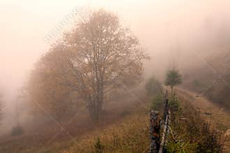 Colorful autumn trees