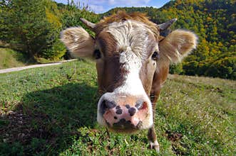 Farm. Cow portrait with forest in the background