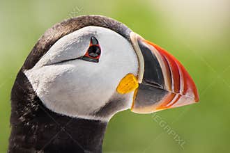 Atlantic Puffin VII