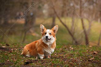 Dog breed Welsh Corgi Pembroke
