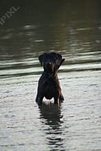 Labrador Retriever in water