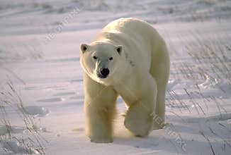 Polar bear