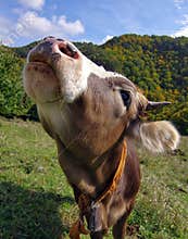 Farm. Cow portrait with forest in the background