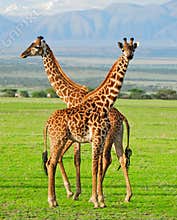 Two giraffes