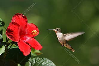 Humming Bird Approaching Flower Landscape