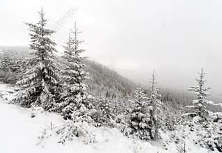 Spruce Tree foggy Forest Covered by Snow in Winter Landscape.