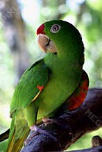Costa Rican Parrot