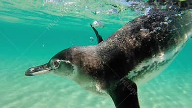 Galapagos penguin swimming underwater. Galagapos, Ecuador