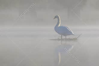 Misty Mute Swan