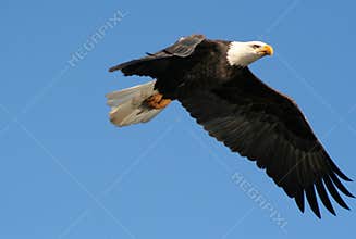 American bald eagle.