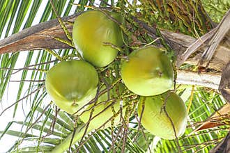Coconut fruit and tree
