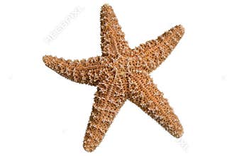 Starfish