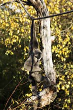 Hylobates moloch gibbon