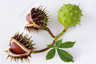 Aesculus hippocastanum / Common Horse Chestnut