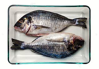 Gilt-head bream fish. Healthy food