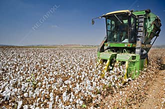 Cotton harvest