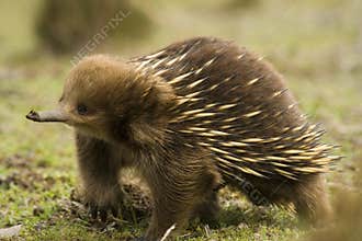 Australian Echnida