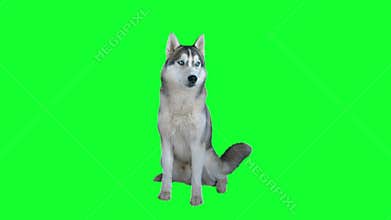 Dog siberian hasky. Green screen highly detailed 4K footage. Clean alpha. Shot on black magic camera 4K.