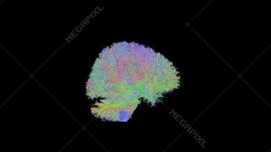White Matter Tractography of the Human Brain