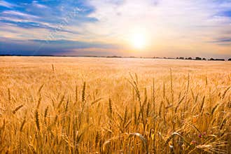 Golden wheat ready for harvest growing in a farm
