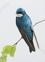 Adult Tree Swallow