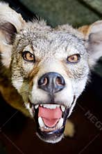 Angry canine