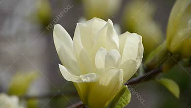 Beautiful magnolia bloom in sunshine.