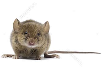 Mouse