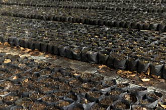 Preparing bags of soil to be cultived.