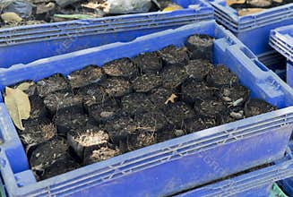 Preparing bags of soil to be cultived in the plastic tray.