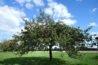 Apple tree