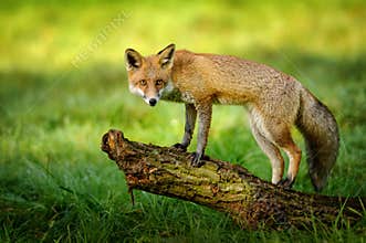 Red fox standing on tree trunk