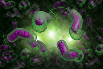 Cholera Bacteria