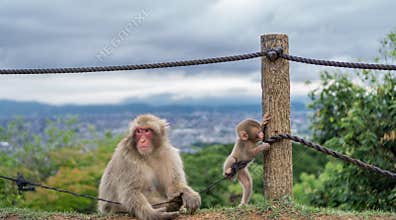 Monkeys playing in Arashiyama mountain, kyoto