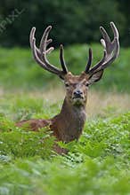 Red Deer Stag