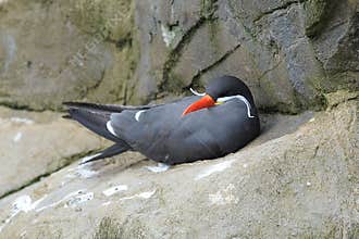 Bird on rocks