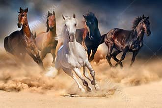 Horse herd run