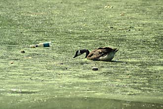 Duck in Pollution