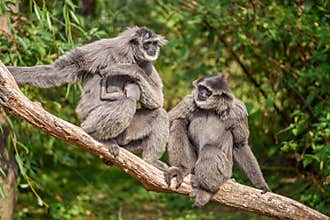 Family of silvery gibbons with a newborn