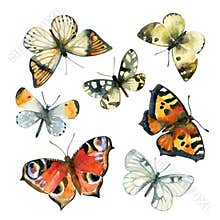 Watercolor butterfly set