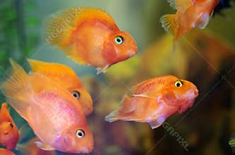 Blood Red Parrot Cichlid aquarium fish