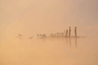 Birds In Misty Autumn Morning
