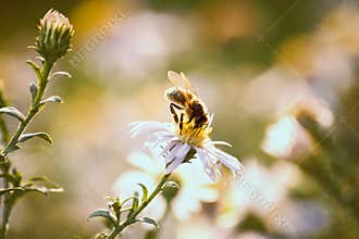 Bee on a flower
