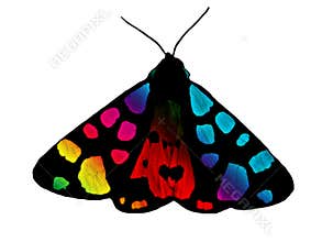 Rainbow butterfly